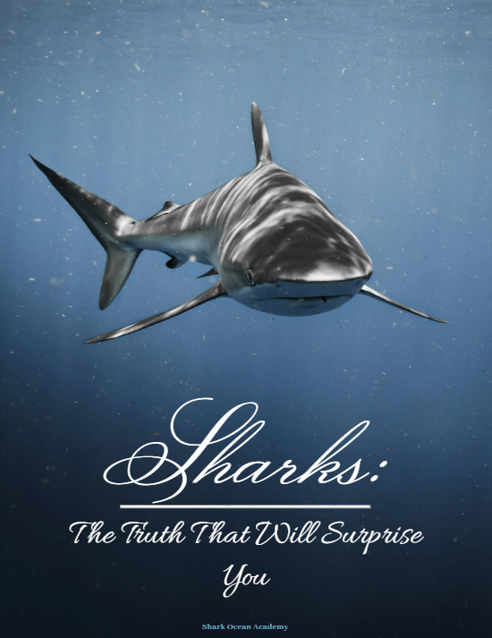 Sharks: The Truth That Will Surprise You ENG