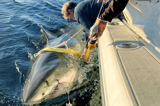 Velký bílý žralok plující v Atlantském oceánu. Vědci sledují jeho pohyb pomocí satelitního vysílače v rámci výzkumného programu OCEARCH.