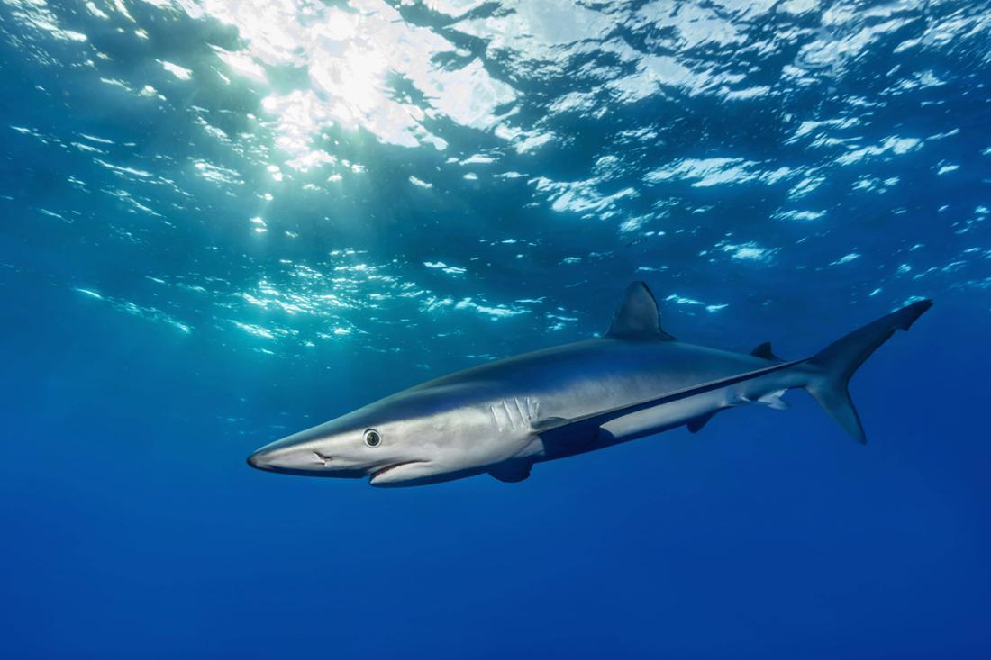  žralok modrý (Prionace glauca) - sharkacademy.cz