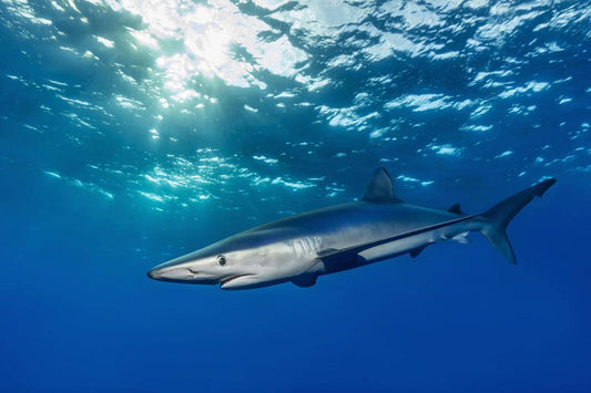  žralok modrý (Prionace glauca) - sharkacademy.cz
