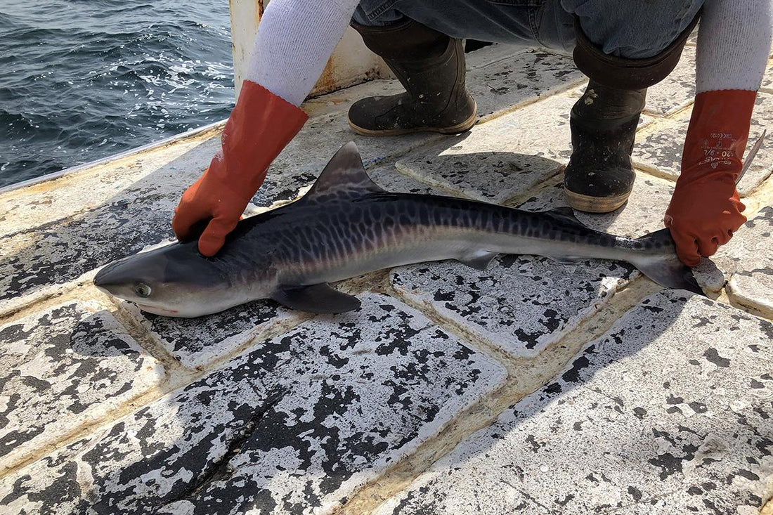 Žralok tygří na Cape Cod: Náhodný návštěvník, nebo známka měnícího se oceánu?