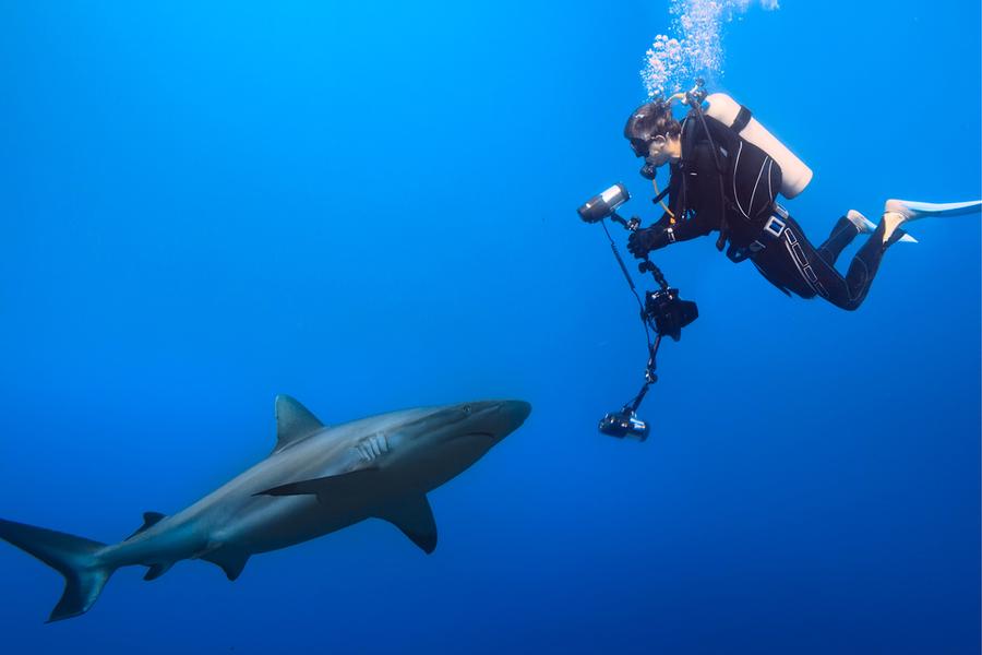Shark Week 2026
