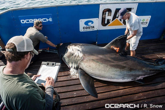 Žralok bílý Contender během výzkumného označování organizací OCEARCH. Samec měří přibližně 4,2 metru a váží kolem 750 kg.