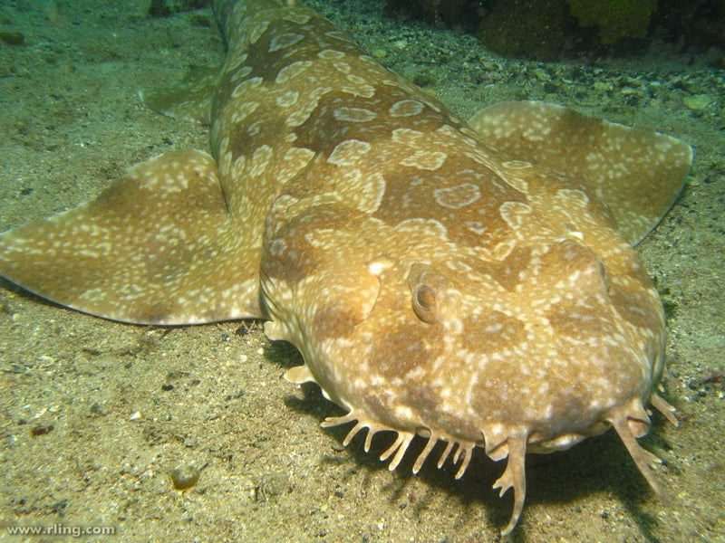 Wobegong skvrnitý